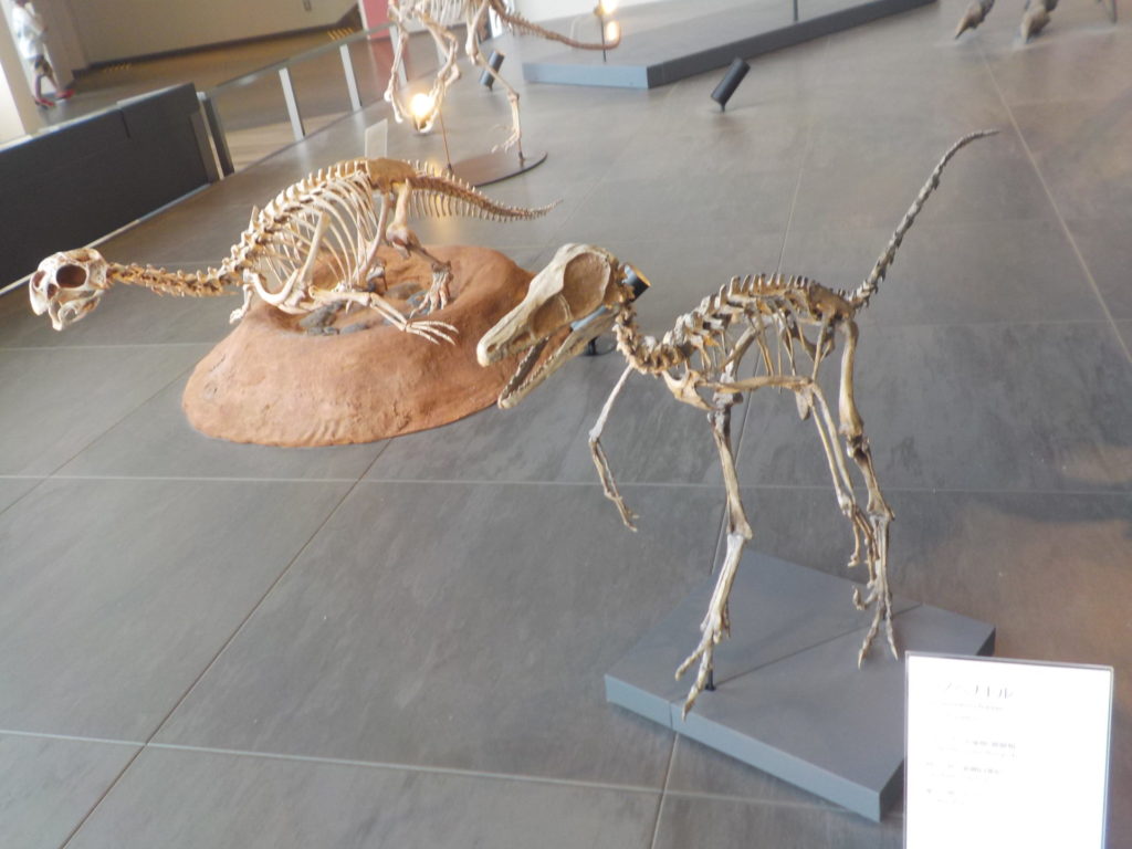 長崎　道ノ尾病院　精神科　デイケア　恐竜博物館