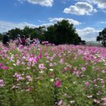 長崎　道ノ尾病院　精神科　デイケア　秋桜　あぐりの丘