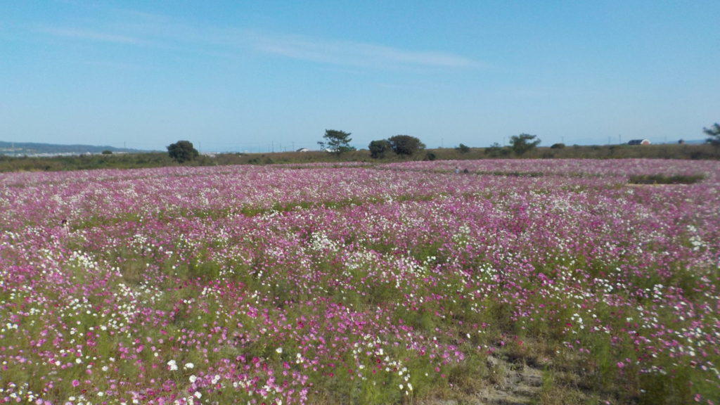 長崎　道ノ尾病院　精神科　デイケア　ARP　えんじょい☆たいむ　干陸地フラワーゾーン　秋桜
