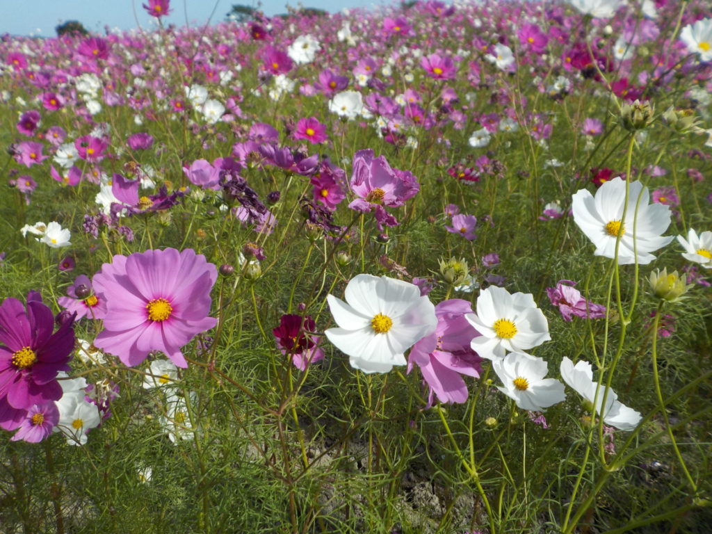 長崎　道ノ尾病院　精神科　デイケア　干陸地フラワーゾーン　秋桜