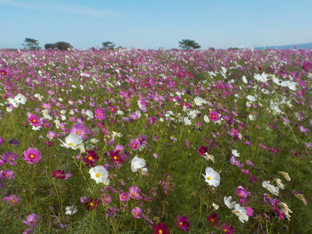 長崎　道ノ尾病院　精神科　デイケア　干陸地フラワーゾーン　秋桜