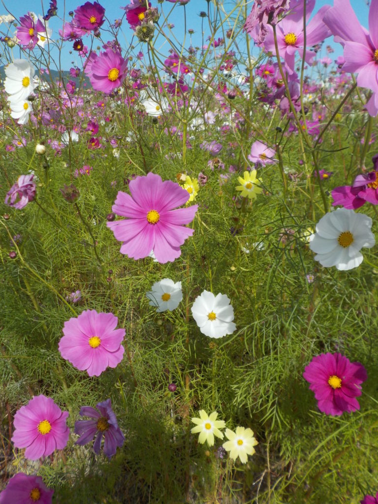 長崎　道ノ尾病院　精神科　デイケア　ARP　えんじょい☆たいむ　干陸地フラワーゾーン　秋桜