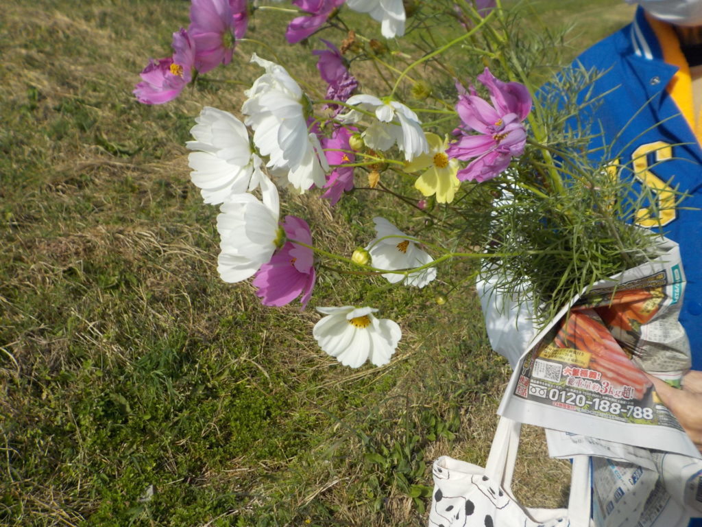 長崎　道ノ尾病院　精神科　デイケア　干陸地フラワーゾーン　秋桜　花摘み