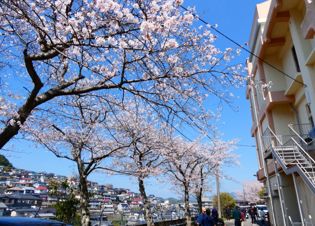 長崎 道ノ尾病院 精神科 デイケア 桜 お花見 名所 ウォーキング