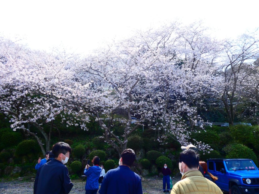 長崎 道ノ尾病院 精神科 デイケア 桜 お花見 名所 ウォーキング グラウンド 運動場
