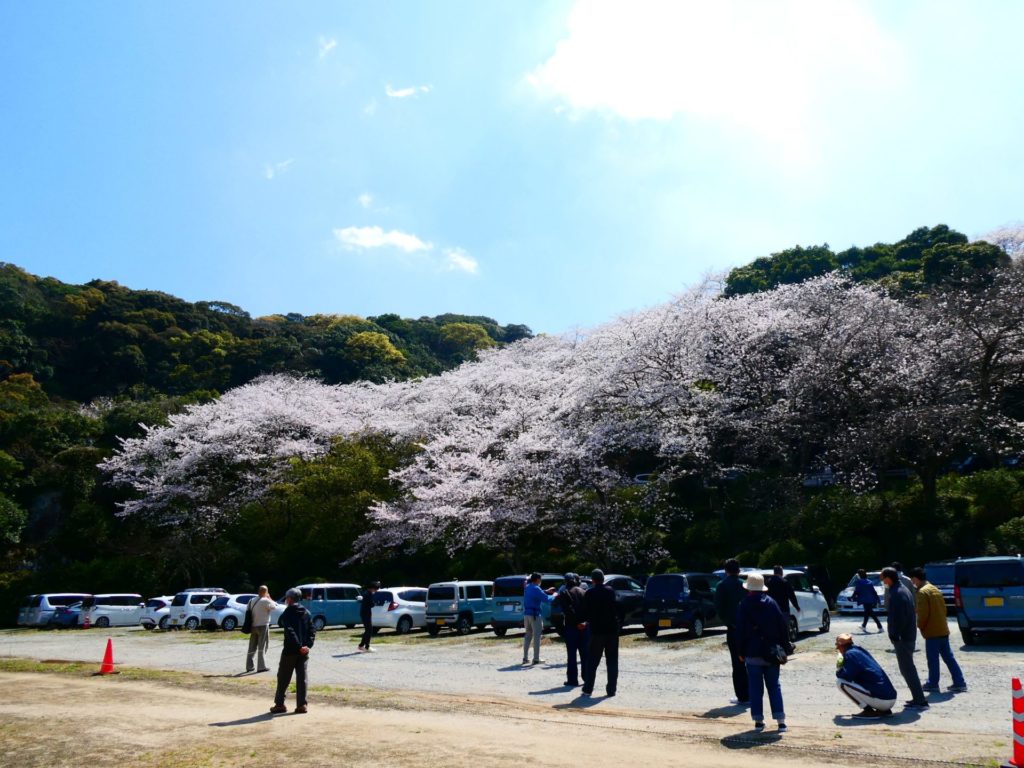 長崎 道ノ尾病院 精神科 デイケア 桜 お花見 名所 ウォーキング グラウンド 運動場