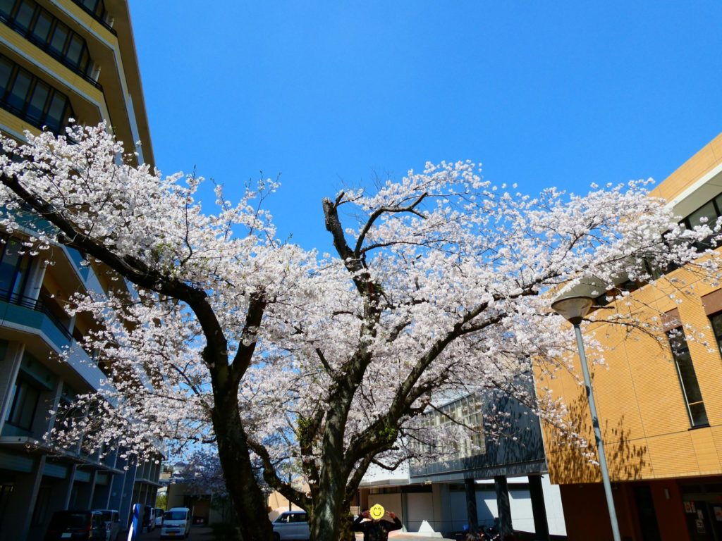 長崎 道ノ尾病院 精神科 デイケア 桜 お花見 名所 ウォーキング さくら棟