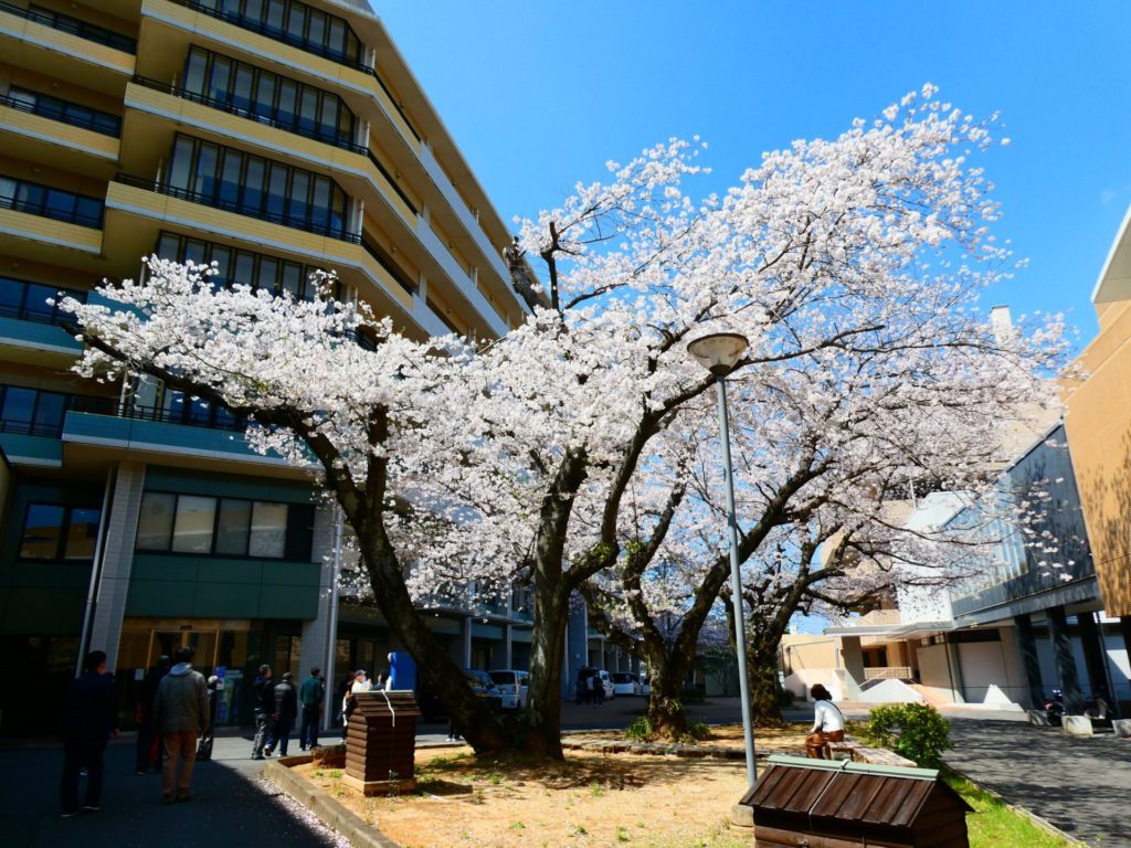 長崎 道ノ尾病院 精神科 デイケア 桜 お花見 名所 ウォーキング さくら棟
