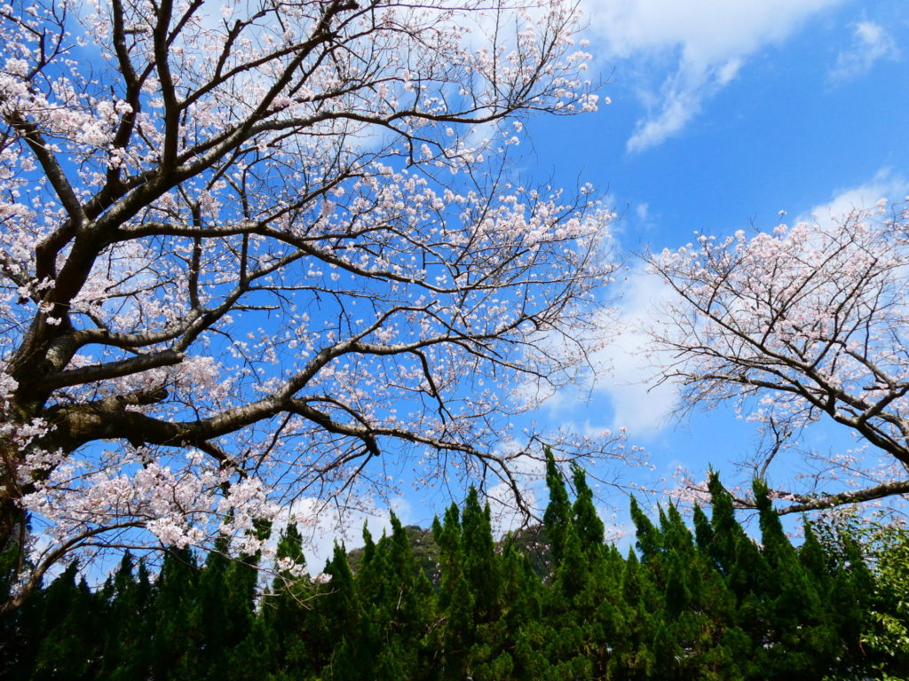長崎 道ノ尾病院 精神科 デイケア 桜 お花見 名所 ウォーキング さくら棟