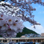 長崎　道ノ尾病院　精神科　デイケア　桜　お花見　名所　ウォーキング