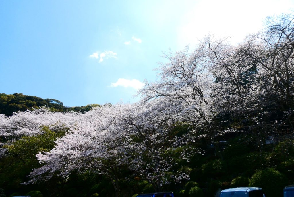 長崎 道ノ尾病院 精神科 デイケア 桜 お花見 名所 ウォーキング グラウンド 運動場