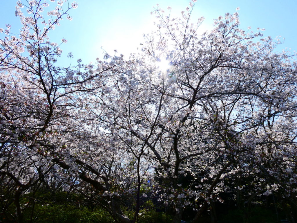 長崎 道ノ尾病院 精神科 デイケア 桜 お花見 名所 ウォーキング グラウンド 運動場