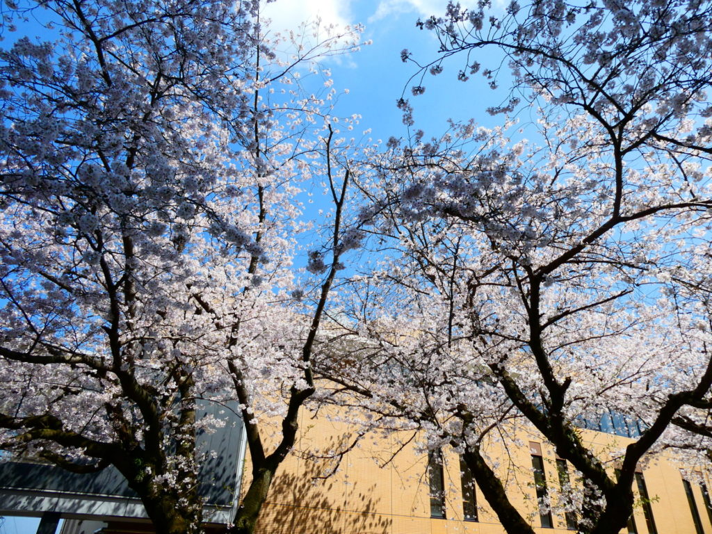 長崎 道ノ尾病院 精神科 デイケア 桜 お花見 名所 ウォーキング さくら棟
