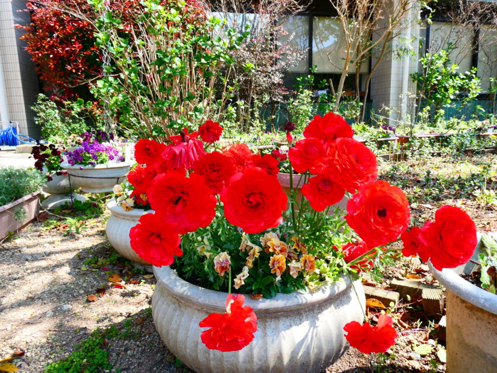 長崎 道ノ尾病院 精神科 デイケア 桜 お花見 名所 ウォーキング 玄関 チューリップ ラナンキュラス