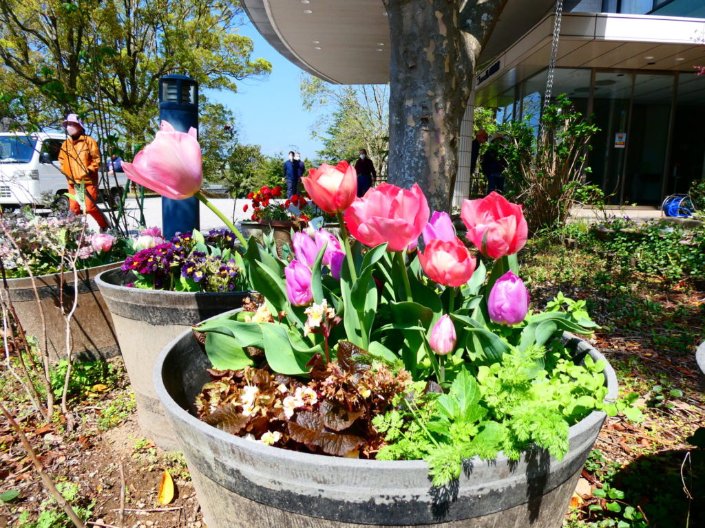 長崎 道ノ尾病院 精神科 デイケア 桜 お花見 名所 ウォーキング 玄関 チューリップ ラナンキュラス